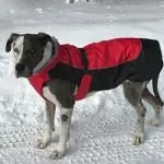 Alpine All-Weather Dog Coat