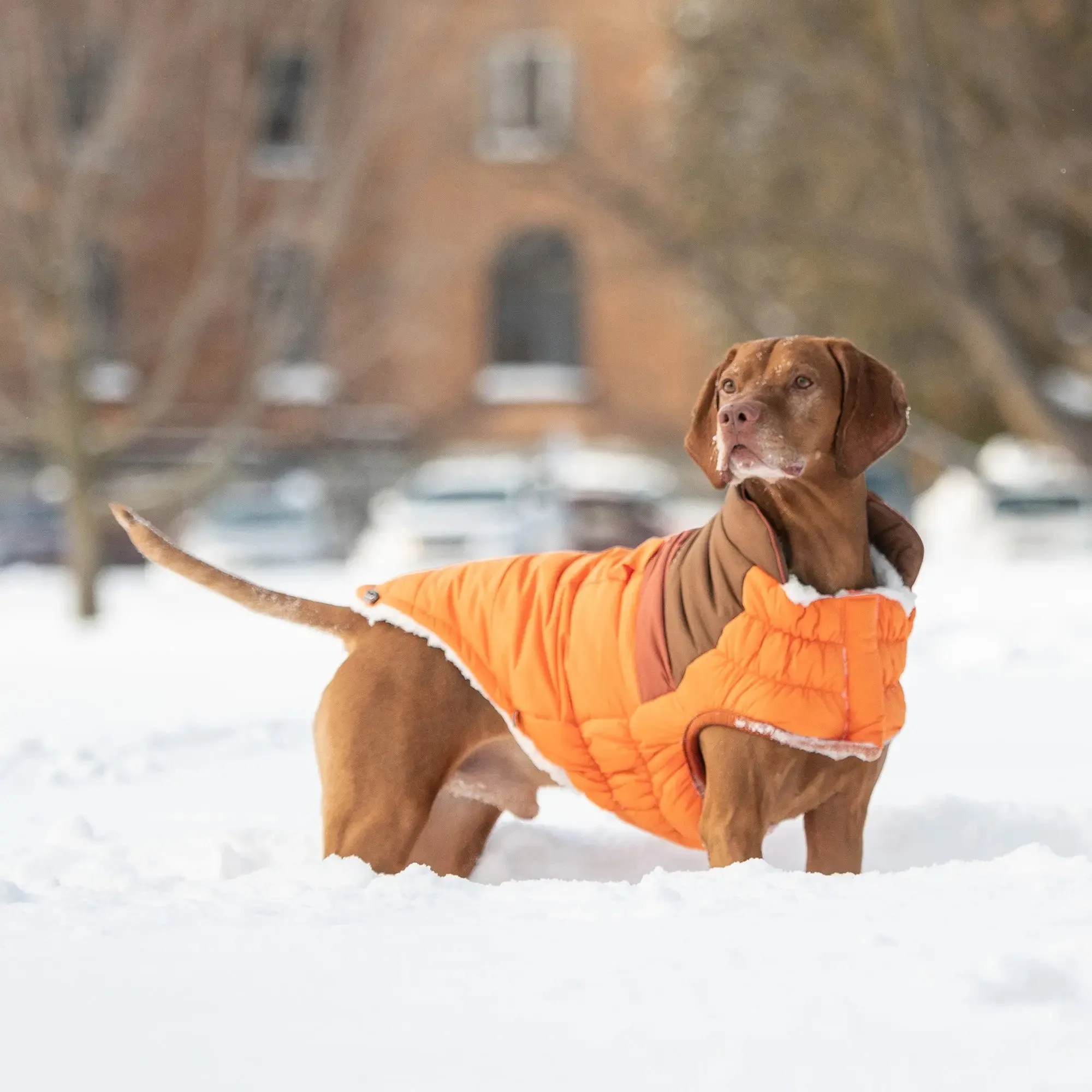 Camplife Dog Puffer | Orange